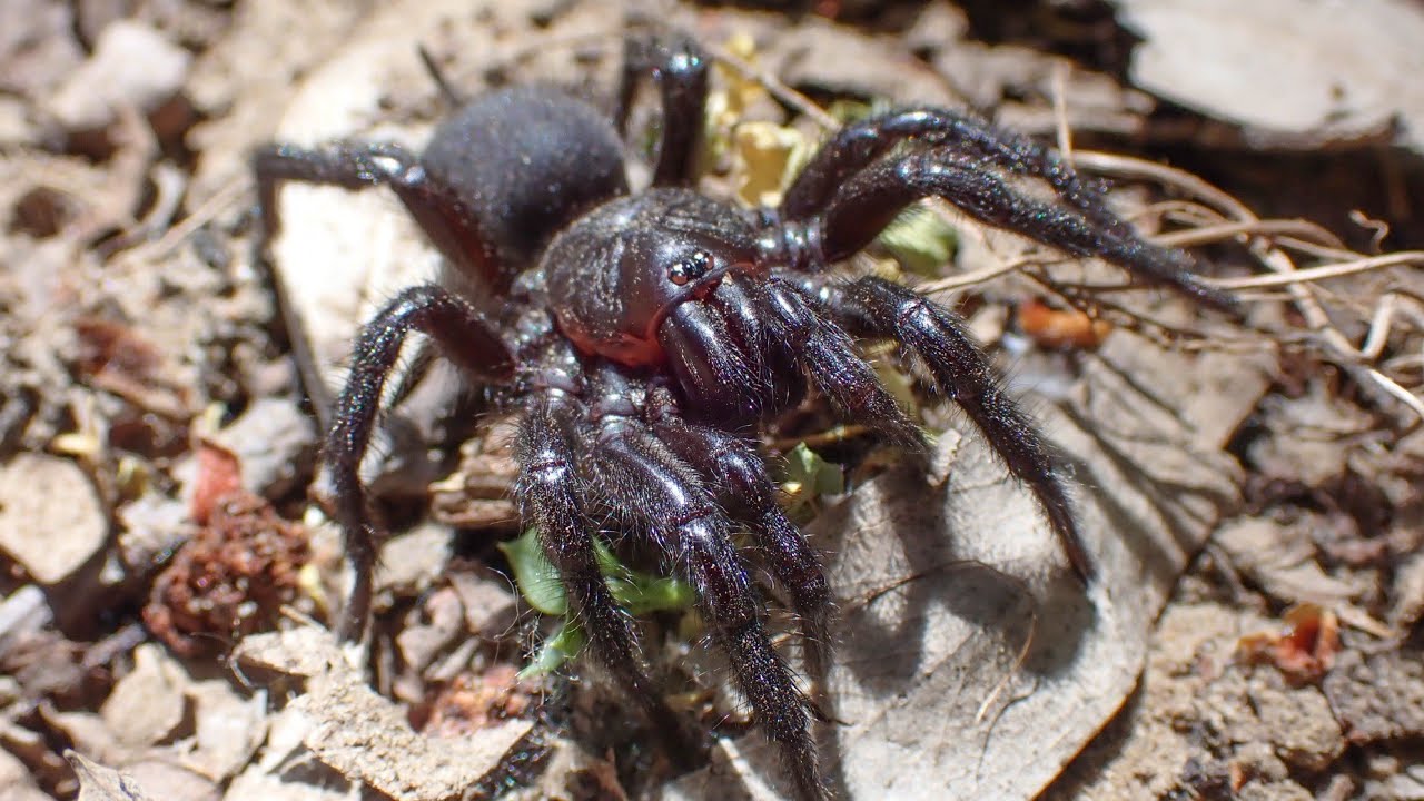 De Spaanse Stierspin (Macrothele calpeiana): De grootste spin van Europa!!!!