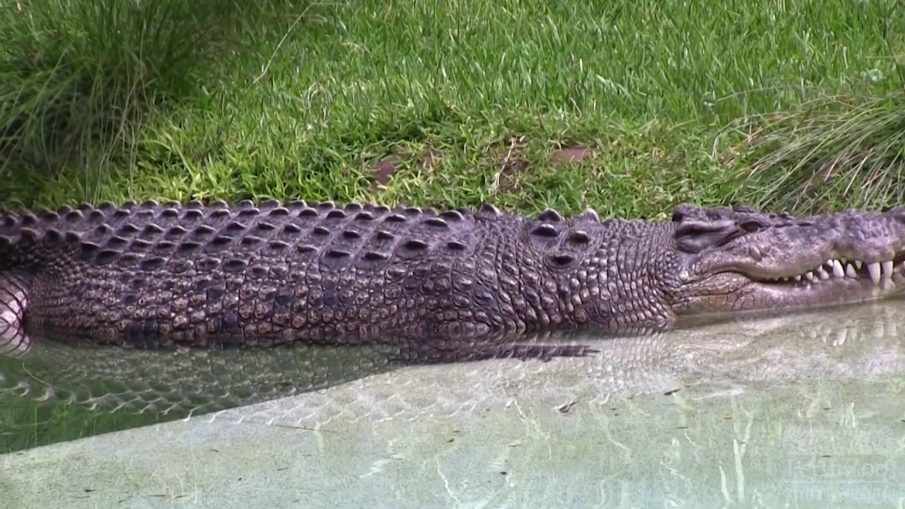 Crocodile Keeper Talk | Perth Zoo