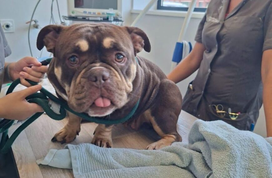 Hond gered uit snikhete auto: hulpdiensten slaan alarm