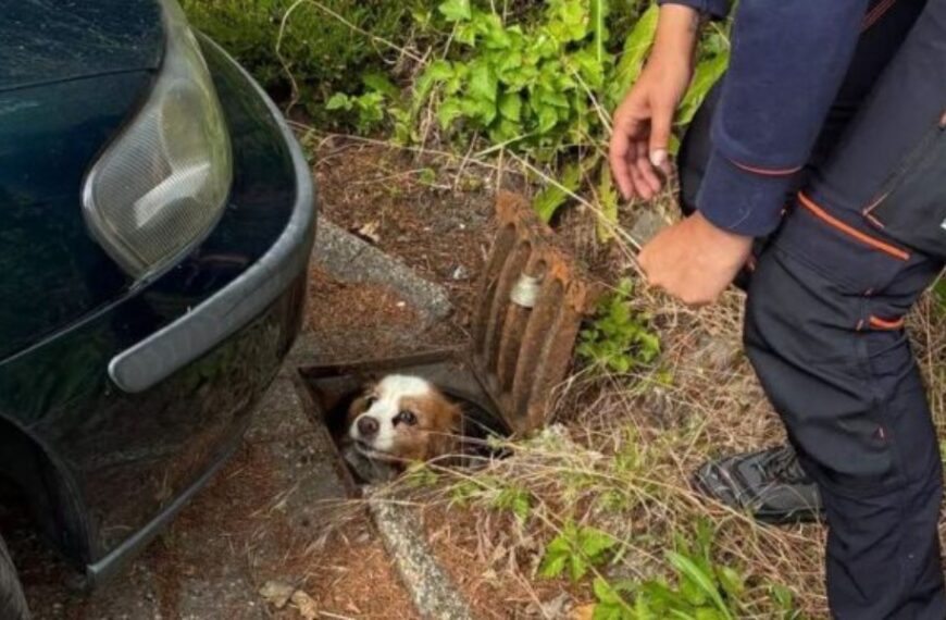 Dierenambulance doet onverwachte vondst bij zoektocht naar vermist hondje