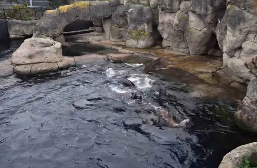 Grote schrik in Blijdorp: minderjarige asielzoekers klimmen zeeleeuwenverblijf in